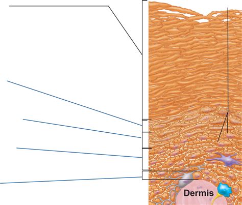 A&P Lab: Epidermis Diagram | Quizlet