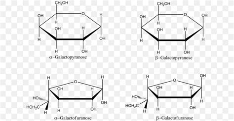 Galactose L-Glucose Haworth Projection Carbohydrate, PNG, 640x426px, Galactose, Altrose, Area ...