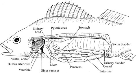 Yellow Perch Anatomy