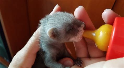 Beginners Guide to Have Ferrets as Pets