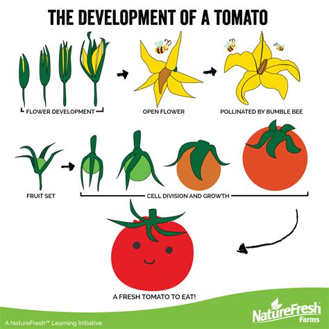 Formation of tomatoes - Healthy Food Near Me