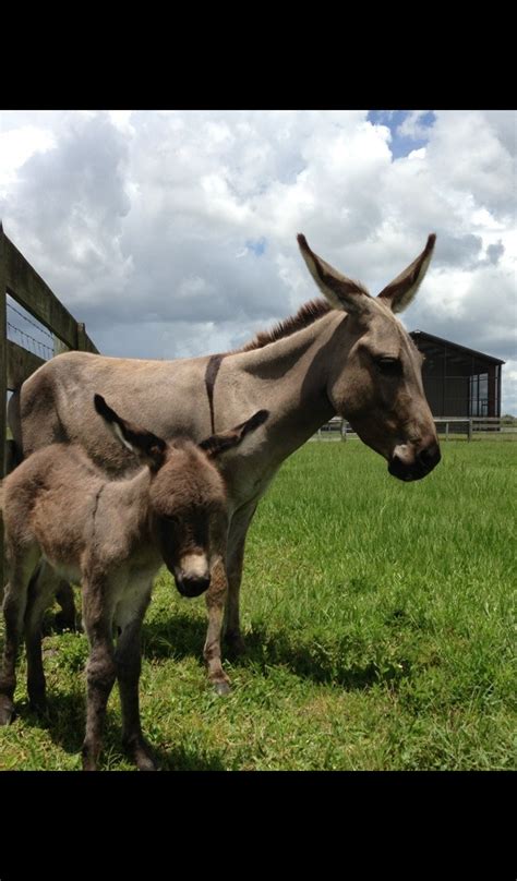 Baby Donkey Wallpaper -- HD Wallpapers of Baby Donkeys!: Amazon.co.uk: Appstore for Android