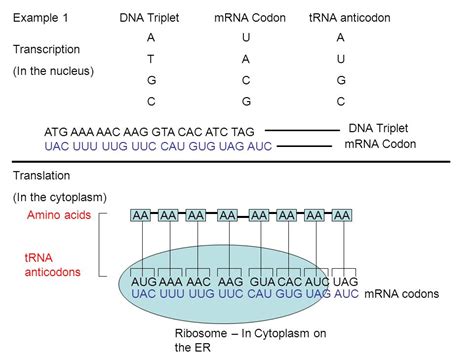 Trna Amino Acid Chart