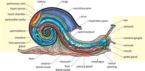 Anatomía de los caracoles: el fascinante cuerpo de los moluscos (2023 actualizado)