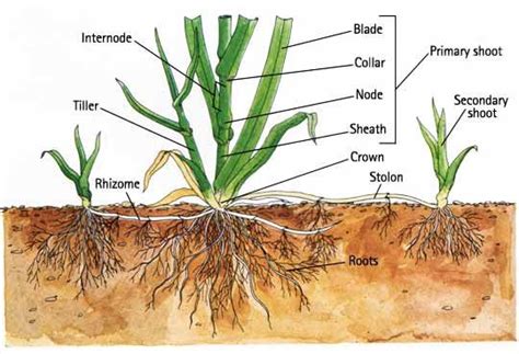 Rhizomes