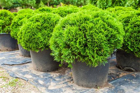 Dwarf Evergreen Shrubs Types