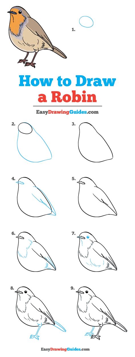 How to Draw a Robin - Really Easy Drawing Tutorial