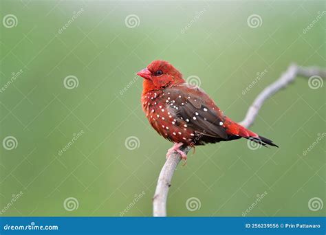 Male of Red Avadavat or Strawberry Finch Bird Tunring into Breeding Plumage with Vivid Red ...