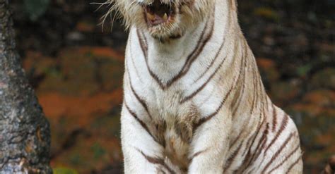 Photo of a White Bengal Tiger Roaring · Free Stock Photo