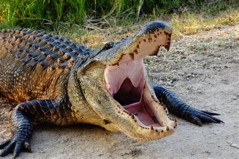 Huge Alligator That Terrorized Florida Family for Years Finally Killed