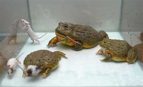 African Bullfrog As Pets: Care, Diet, Tank Setup, Temp Etc.