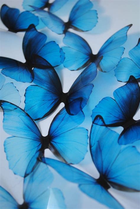 Blue Monarch Butterfly Aesthetic - Blue Aesthetic Butterfly Png - Largest Wallpaper Portal ...