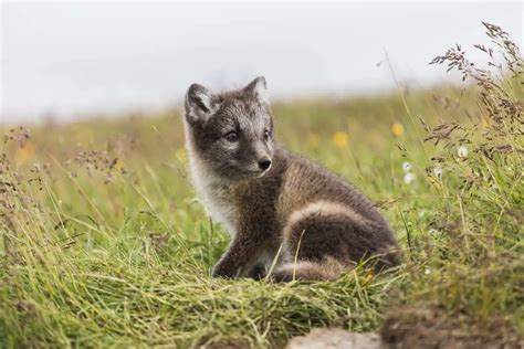 Arctic Fox Adaptations | Habitat and Behavior - All Things Foxes