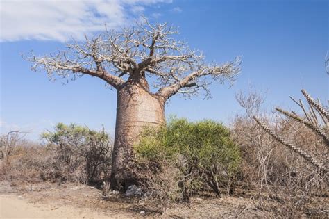 African Savanna Plants List