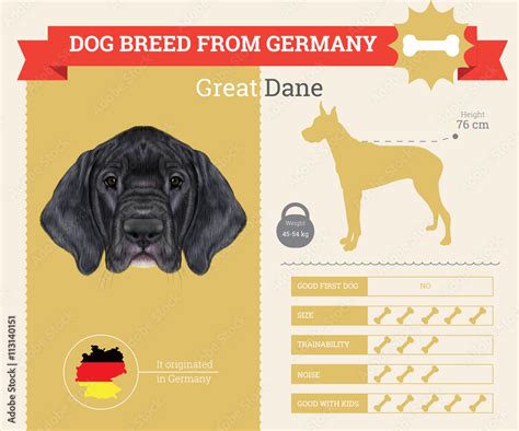 Great Dane Dog breed vector infographics. Stock Vector | Adobe Stock