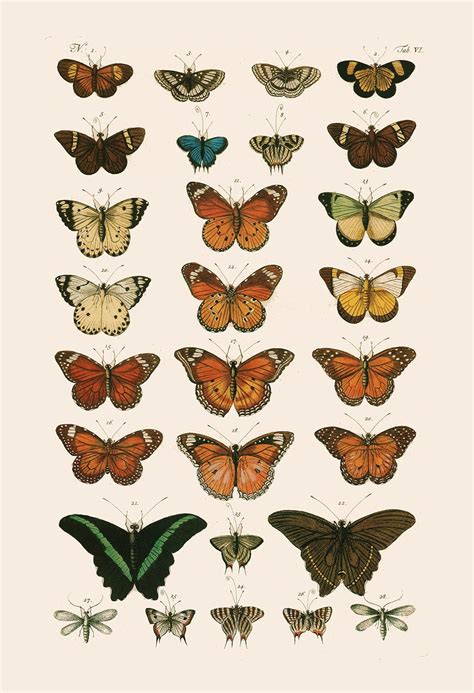 GIRLS ROOM DECOR, High Quality Reproduction, Old Nature Print Butterfly Art Antique Natural ...