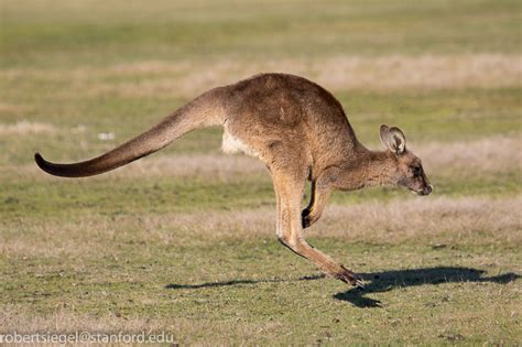 Macropods: Kangaroos, wallabies, pademelons