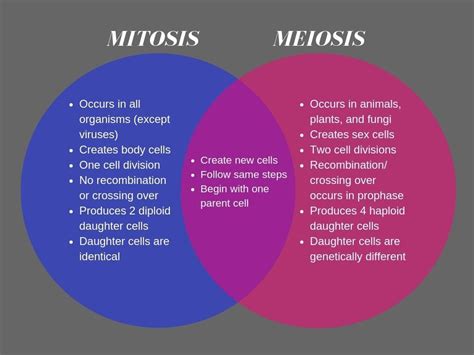 10 Key Differences Between Mitosis and Meiosis · PrepScholar