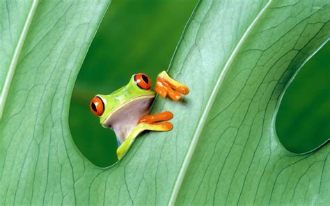 Red-eyed tree frog wallpaper - Animal wallpapers - #19866