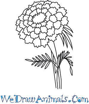 Marigold Flower Drawing Step By | Best Flower Site