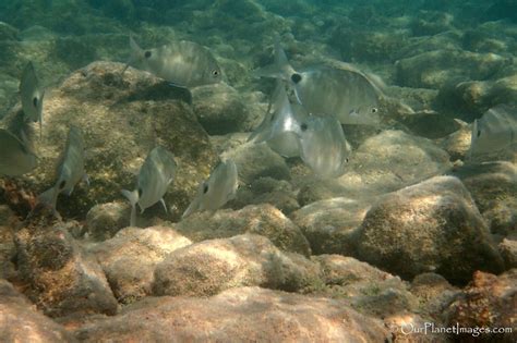 Snorkeling in the Bermuda Triangle, Bermuda