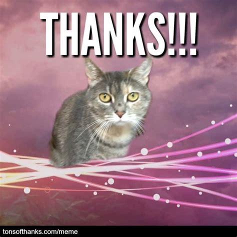 51 Nice Thank You Memes With Cats