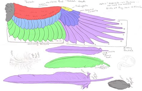 Browsing Resources & Stock Images on DeviantArt | Wing anatomy, Wings drawing, Wings art