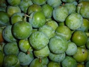 Greengage - Nutrition Facts, Health Benefits, Uses, Recipes