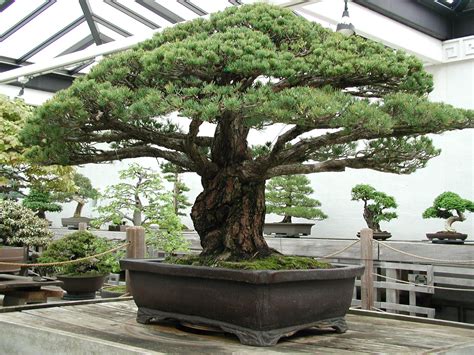 Nearly 400-Year-Old Bonsai Tree that survived the Hiroshima Blast : pics