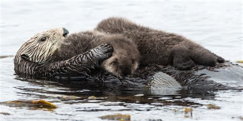 File:Mother sea otter with rare twin baby pups (9137192475).jpg