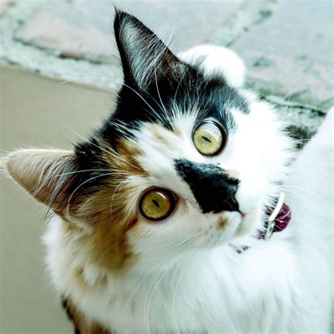 Are Calico Cats Lucky? Fun Facts About This Charming Cat Breed