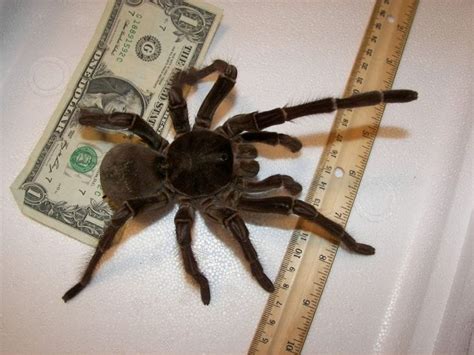 10 Coolest Spiders In The World - 10 Most Today