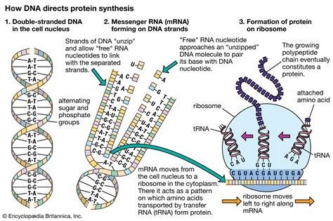 Mrna Structure And Function