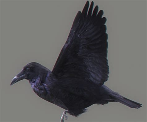 ArtStation - Animated Crow | Resources