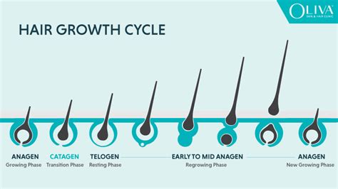 Hair Growth Cycle: Structure of Hair & 3 Stages Explained