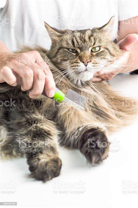 Maine Coon Cat Grooming Stock Photo - Download Image Now - Brushing, Domestic Cat, Animal - iStock