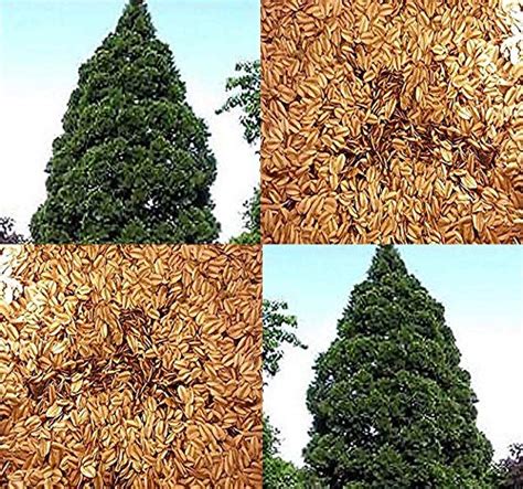 Buy Big Pack - (500) Giant Sequoia, Sequoiadendron giganteum Tree - aka Bigtree, Sierra Redwood ...