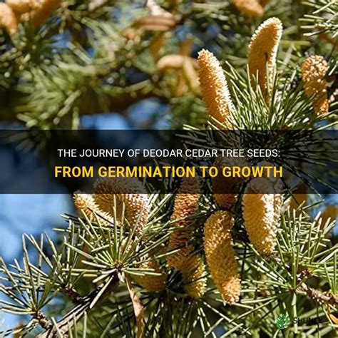 The Journey Of Deodar Cedar Tree Seeds: From Germination To Growth | ShunCy