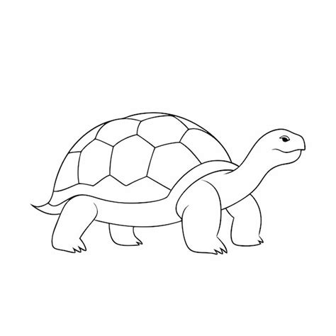 Premium Vector | Continuous one line art Tortoise vector art illustration 19