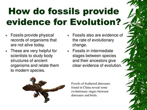 Fossil Evidence Of Evolution Examples