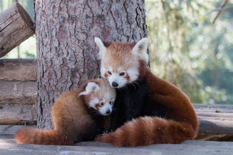 50 Adorable Facts About The Red Pandas You Have To Know | Facts.net