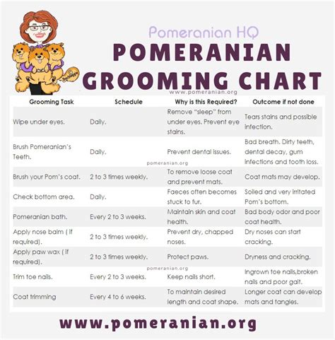 Pomeranian Grooming Explained: Learn How to Groom a Pomeranian Dog