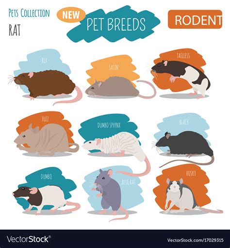 Rat breeds icon set flat style isolated on white Vector Image