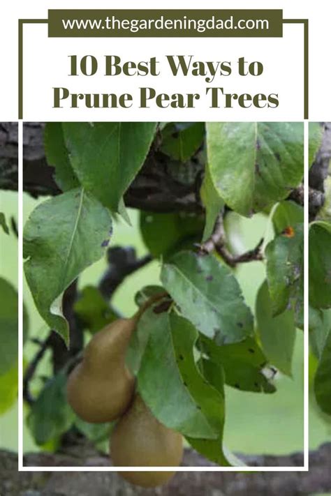 10 MOST Effective Tips for Pruning Pear Trees (2021 Guide) - The Gardening Dad in 2021 | Easy ...