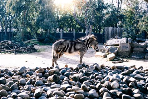 Sacramento Zoo — Lenkaland