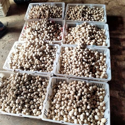 Jual Jamur merang / jamur merang super / jamur merang segar - 250 gram - Jakarta Selatan ...