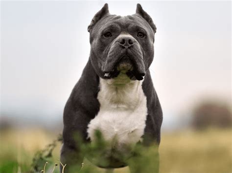 Albino Pitbull Bully