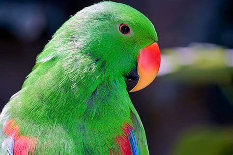 How Much Do Eclectus Parrots Cost? | HowMuchIsIt.org