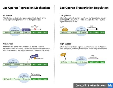 Regulation Of The Lac Operon » Microbiology Study