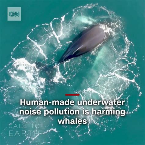 Noise pollution is killing whales, but this tech could help | noise ...